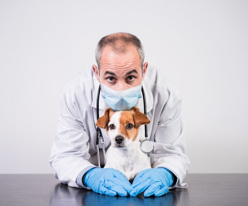 What to expect from your vet during the pandemic